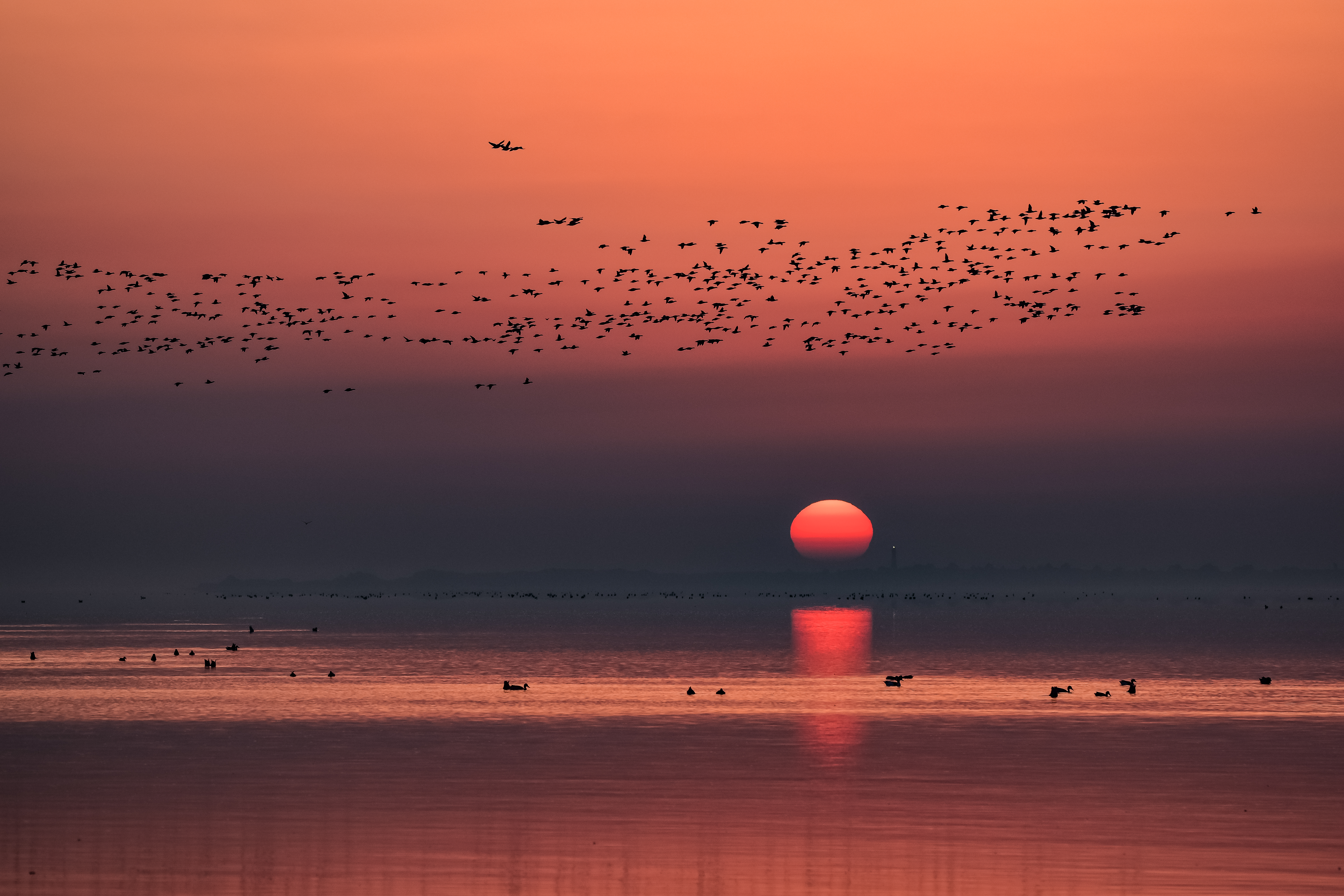 Die Vögel